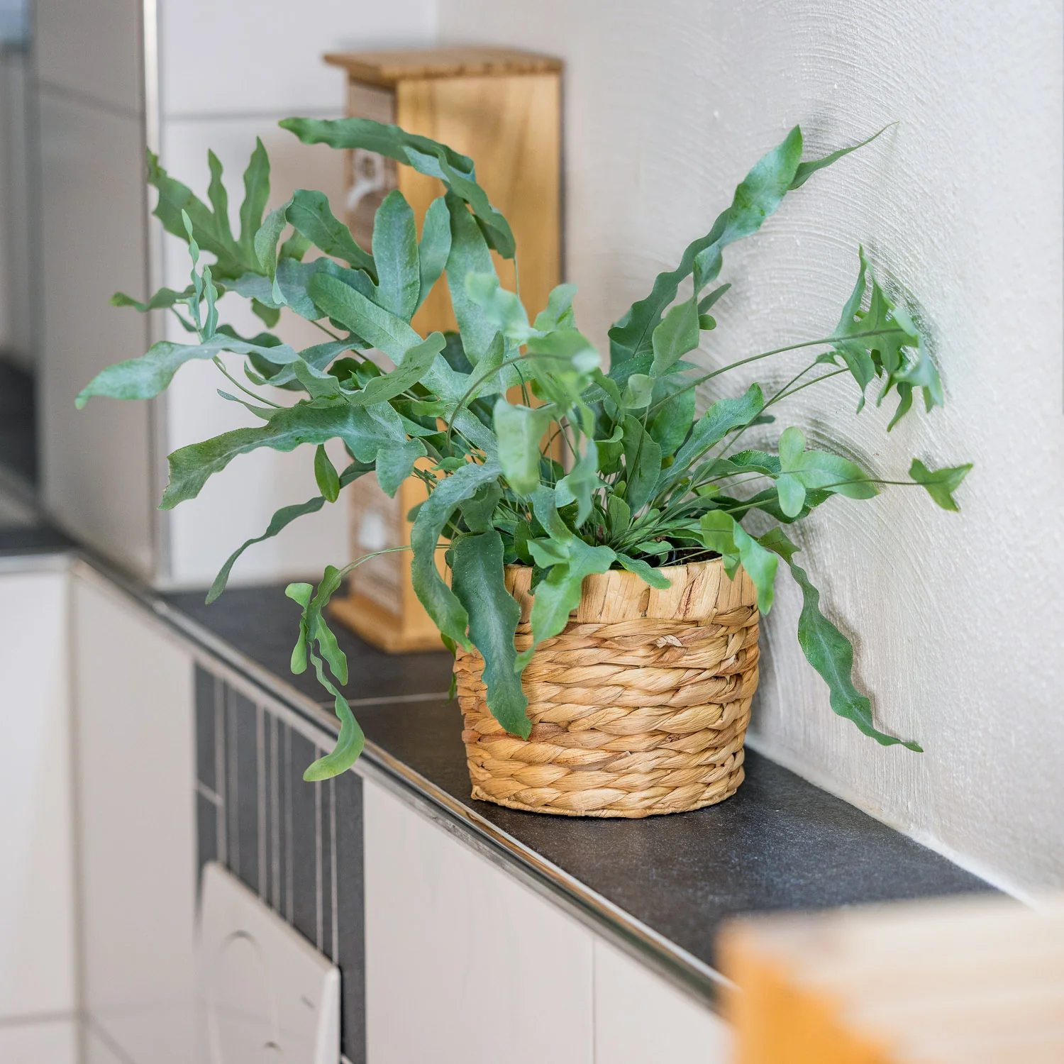 HMF 37280 Nachhaltiger Blumentopf rund geflochten aus nachwachsenden Rohstoffen - Image 8